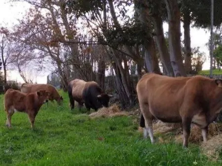 Sagasta Rural - اوفيدو