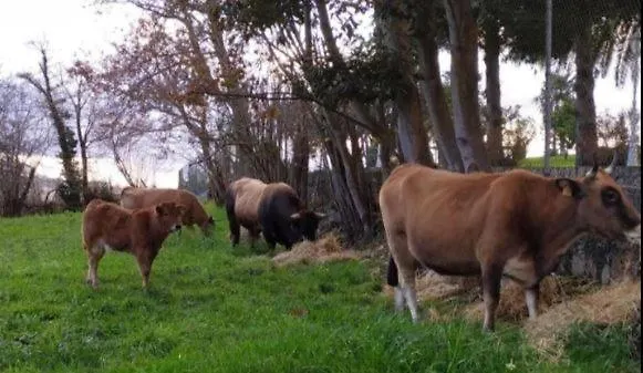 Sagasta Rural - Oviedo